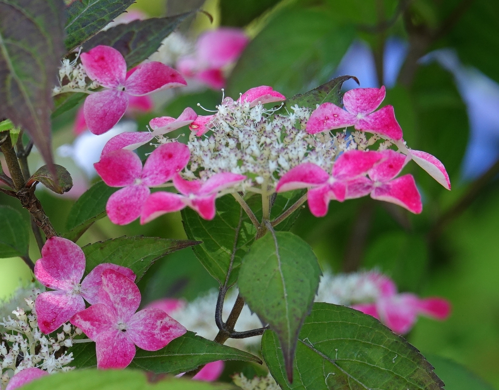 DSC01442_01.jpg